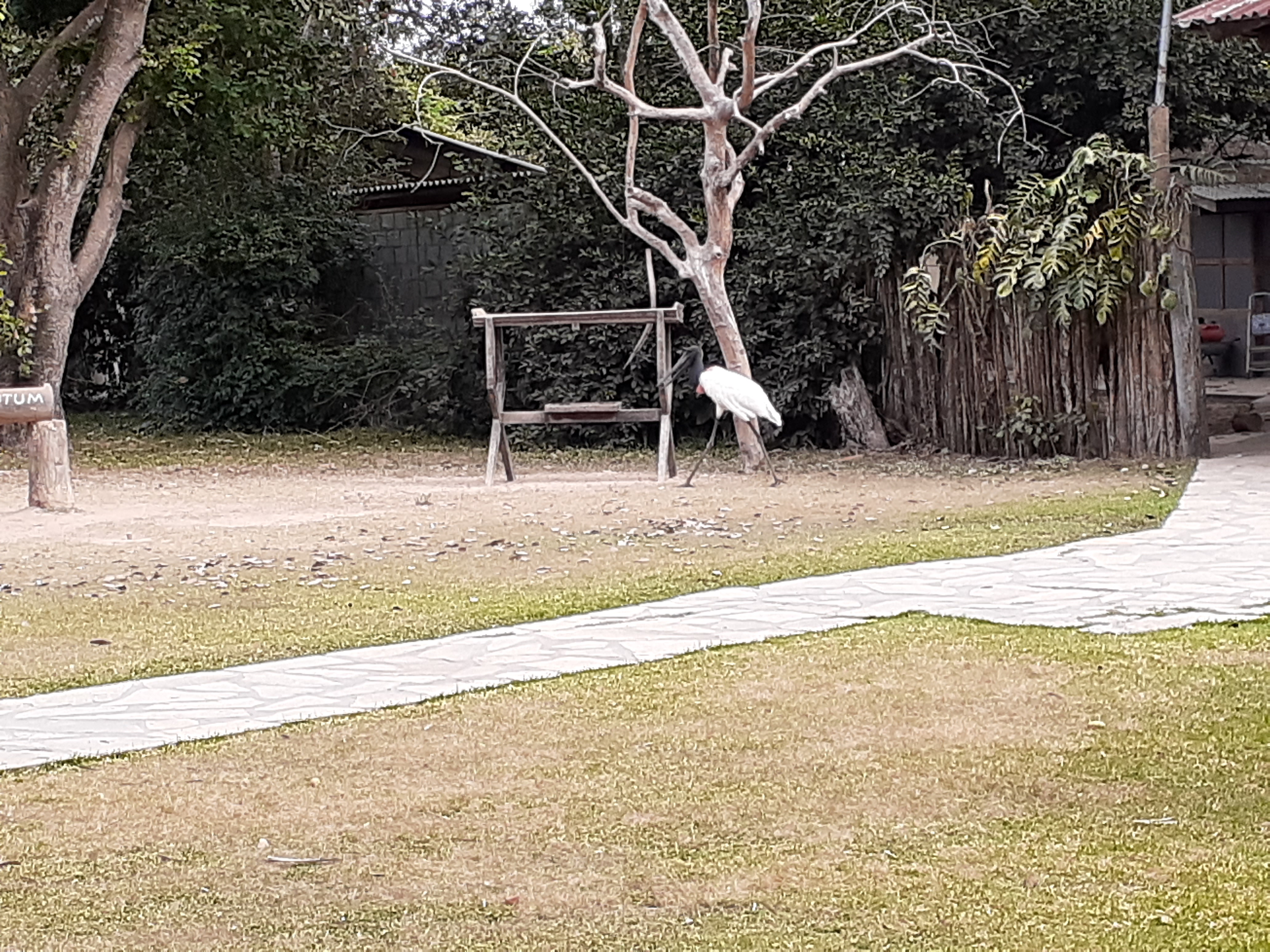 Tuiuiú no Pantanal